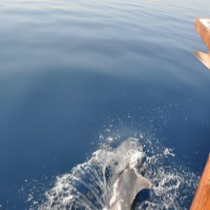 Delfini che nuotano a prua