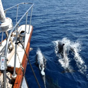 navigare con i delfini